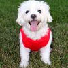 100% Cotton Dog Tanks