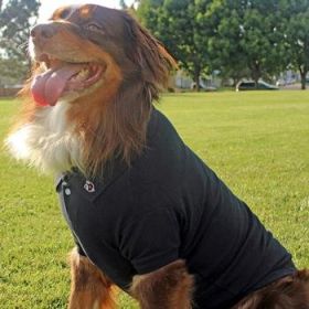 Polos Solid - Black (Option: 3X-Large)