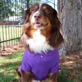 Polos Solid - Ultra Violet (Option: X-Large)