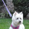 Soft Pull Traffic Dog Leash - Cobalt Blue