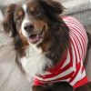 Polos Striped - Flame Scarlet Red & White
